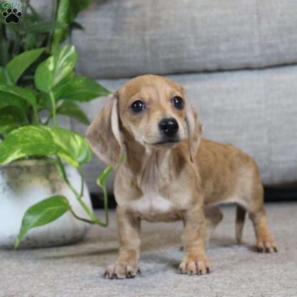 Henny, Dachshund Puppy